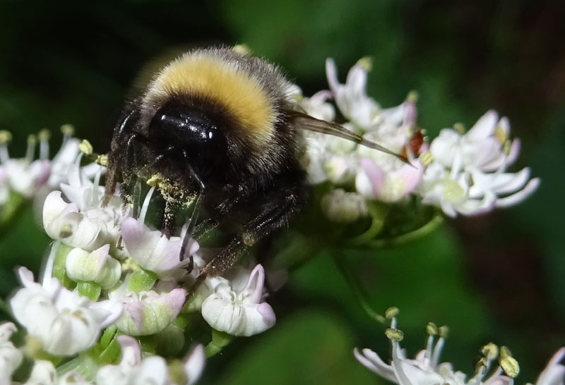 Apidae: Bombus sp.